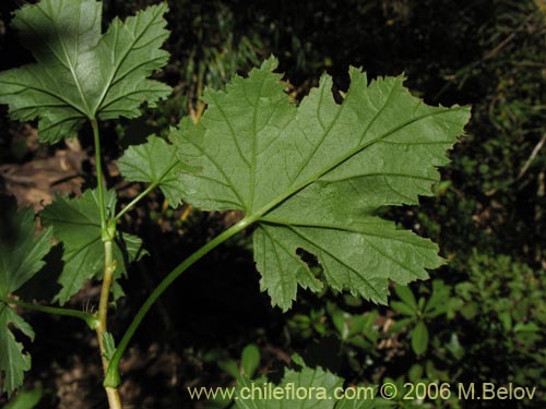 Image of Ribes magellanicum (Uvilla / Parilla). Click to enlarge parts of image.